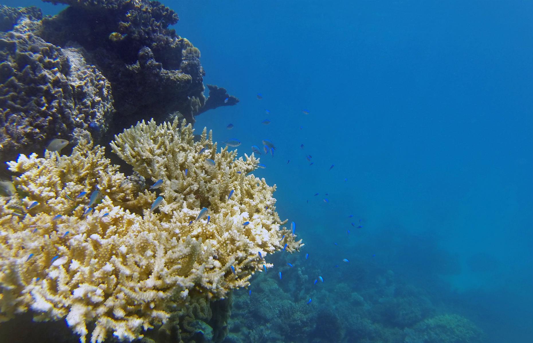 The Great Barrier Reef, Australia